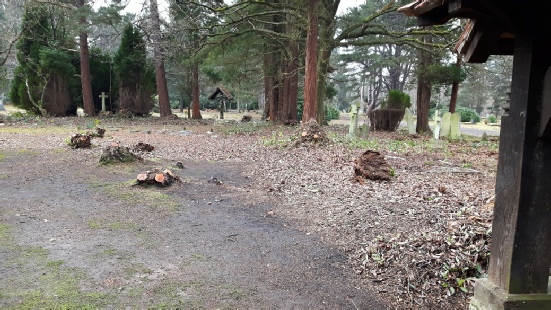 The St Alban’s burial ground at Brookwood after the removal of all the rhododendrons