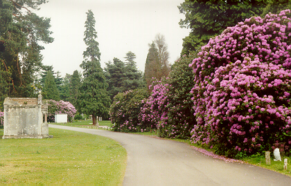 Rhododendrons at Brookwood Cemetery